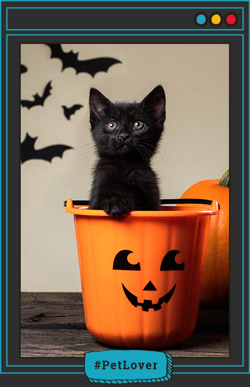 disfraces para gatos negros